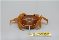 藏品(拉氏清溪蟹)的圖片